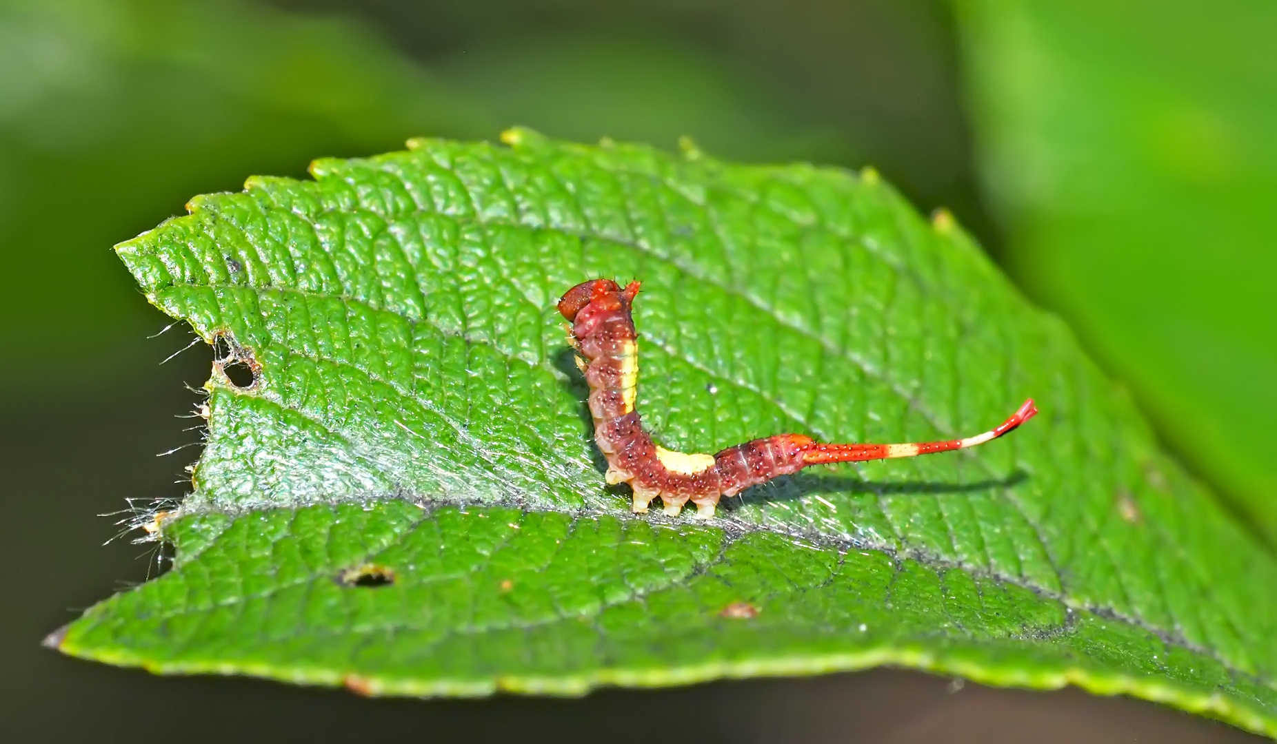 4. Junge Raupe vom Kleinen Gabelschwanz 