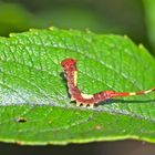 4. Junge Raupe vom Kleinen Gabelschwanz 