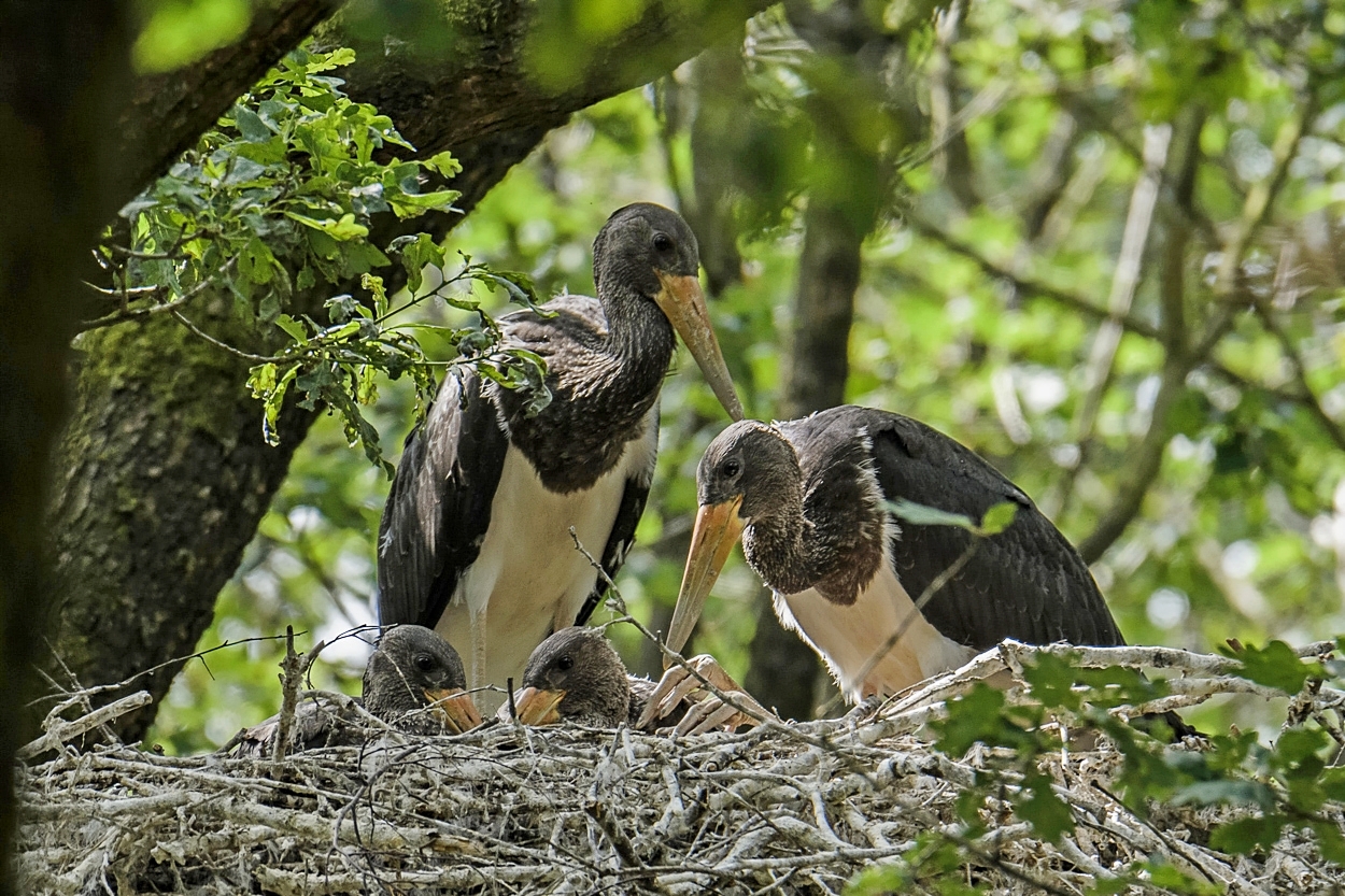 4 Jungvögel kurz vor dem Ausfliegen ...