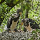 4 Jungvögel kurz vor dem Ausfliegen ...