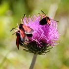 #4 Käfer auf Distel