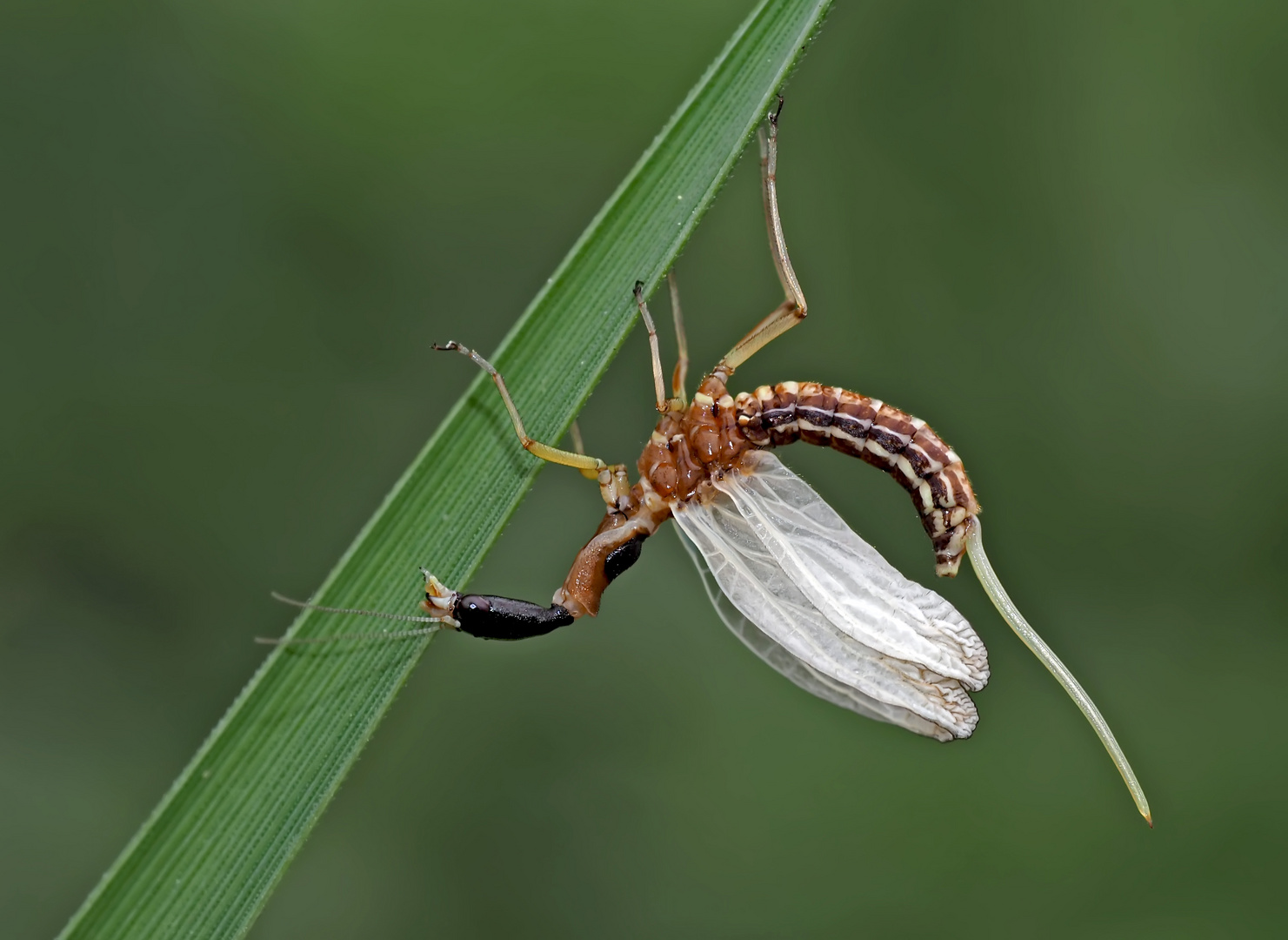 4. Kamelhalsfliege (Raphidia sp.): Metamorphose! Aufnahme 13 Minuten nach dem 1. Foto.