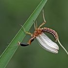 4. Kamelhalsfliege (Raphidia sp.): Metamorphose! Aufnahme 13 Minuten nach dem 1. Foto.