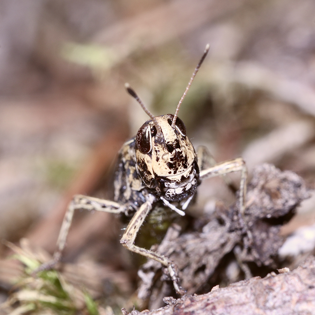 (4) Keulenschrecken (Unterfamilie Gomphocerinae, Fam. Acrididae, Feldheuschrecken)