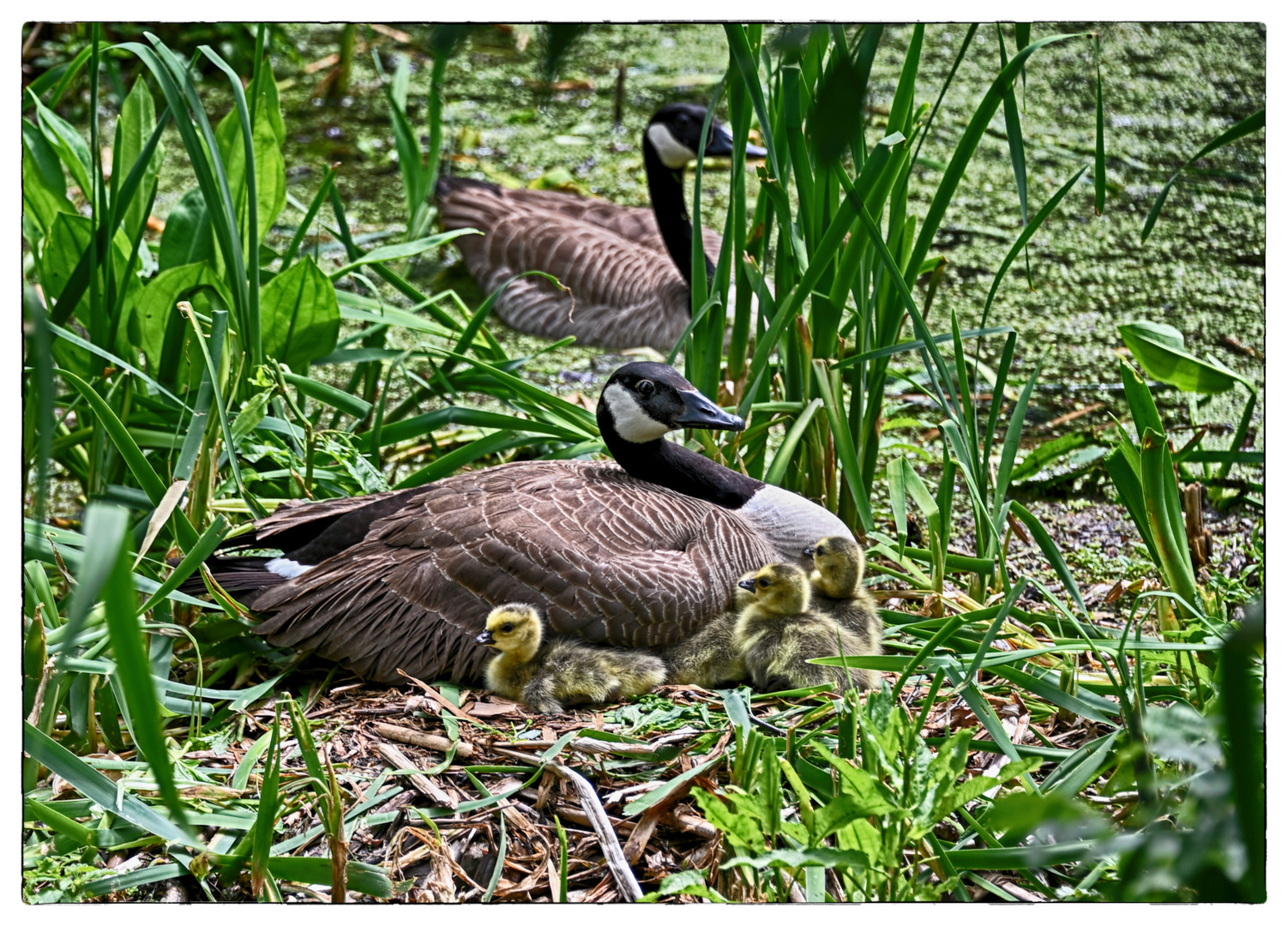 4 kleine Gänse ... 4 petites oies...