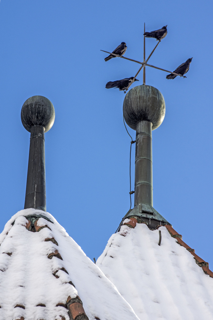 4 Krähen im Winter