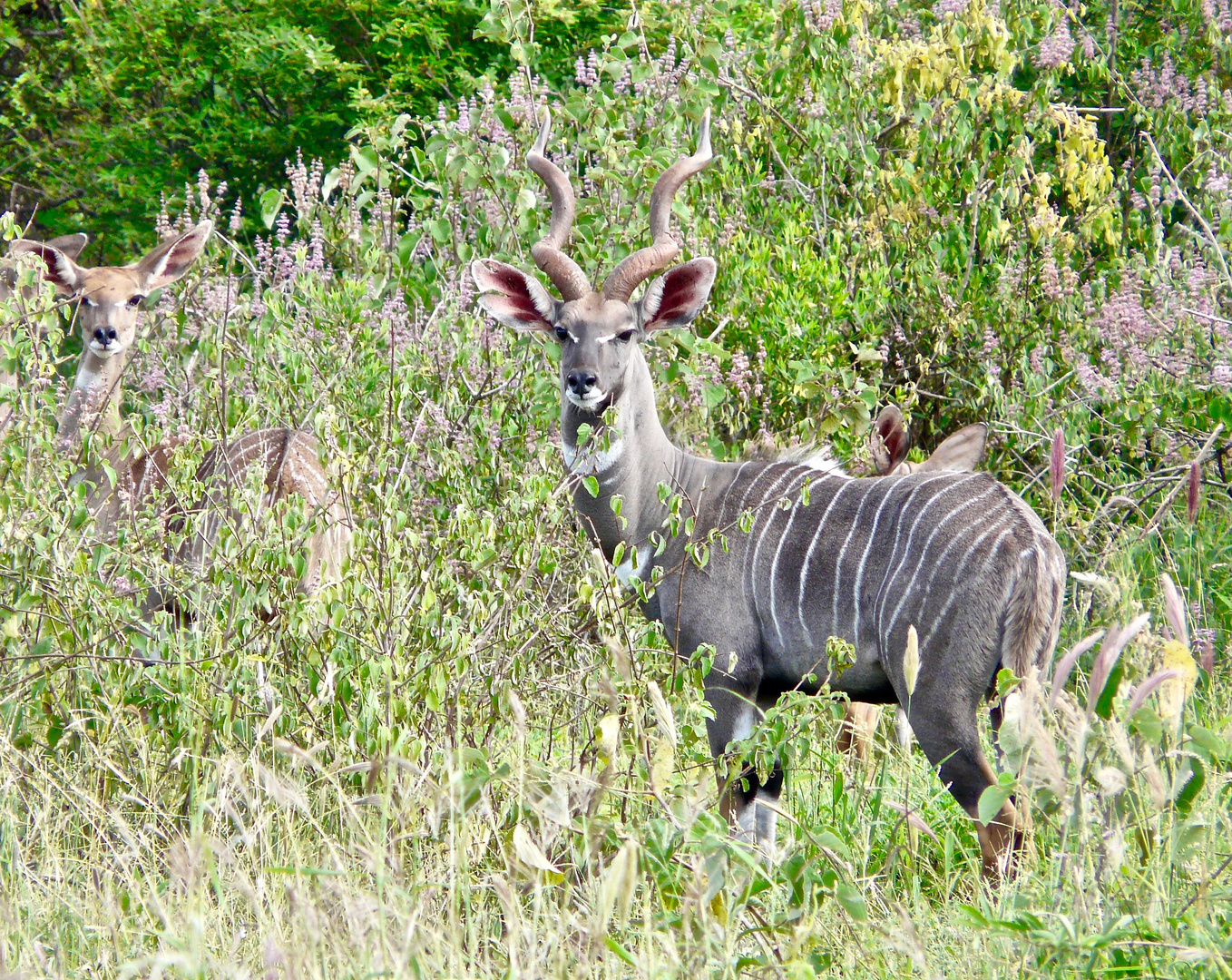 4 Kudus im hohen Gras