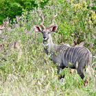 4 Kudus im hohen Gras