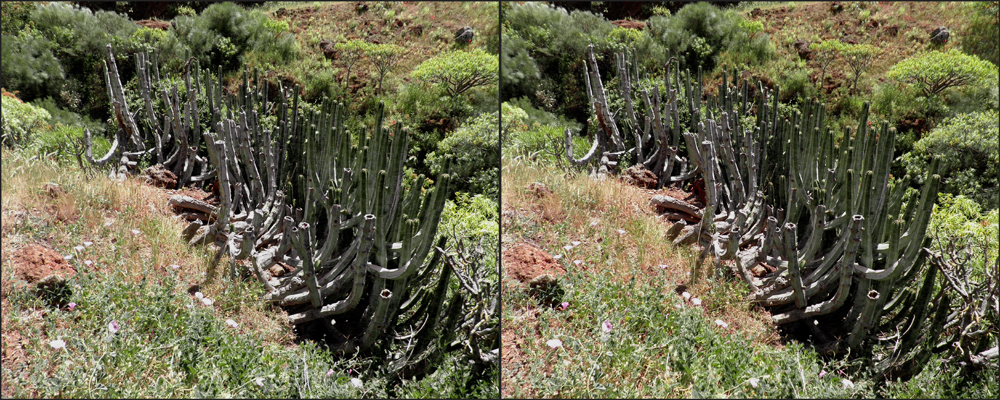 4. La Palma