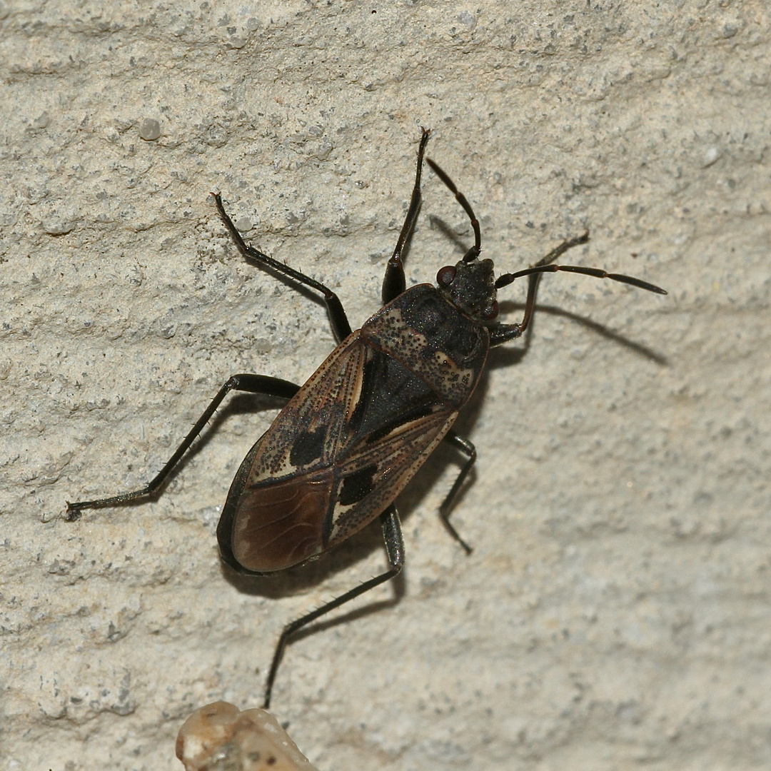 (4) Larven und Imago (ausgewachsenes Insekt) der Wanze Rhyparochromus pini