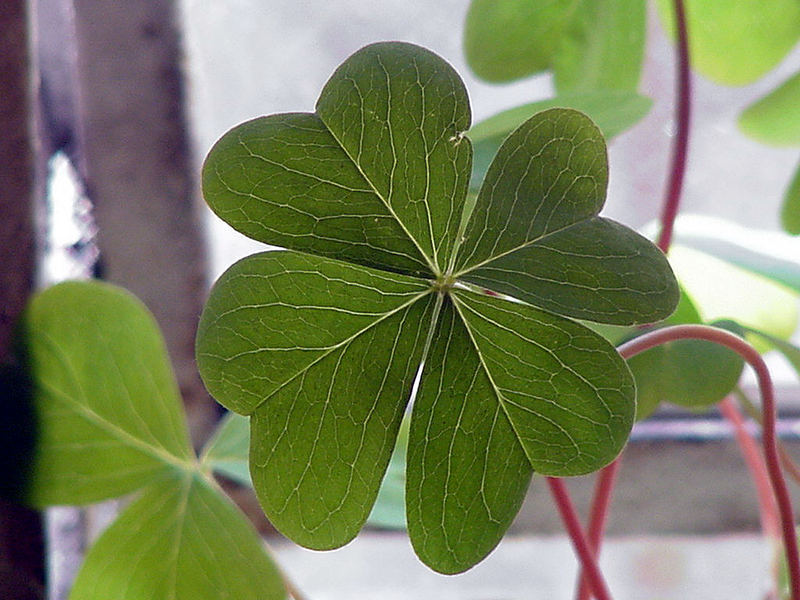 4 Leaf Clover