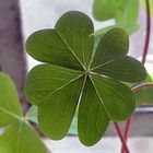 4 Leaf Clover