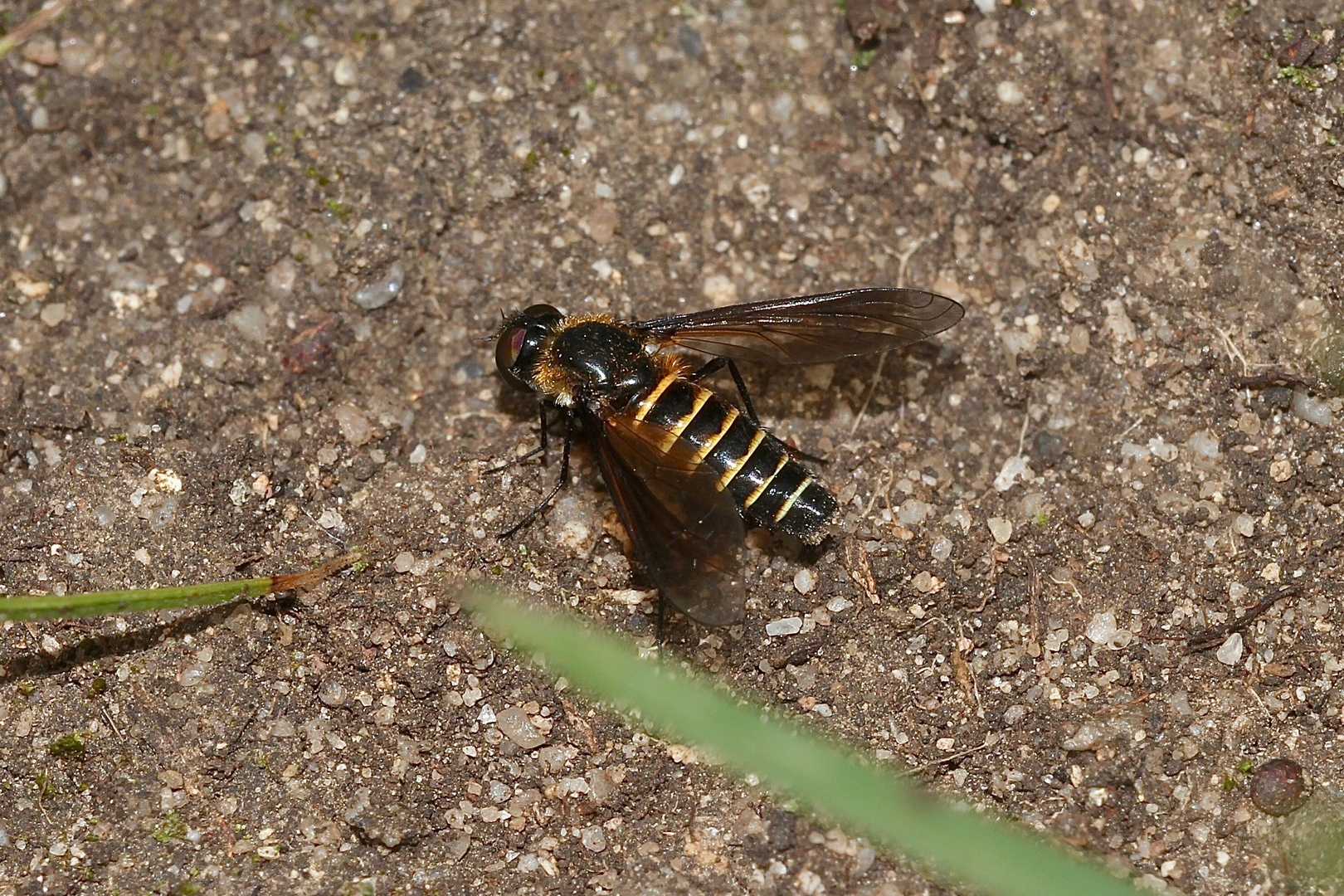 (4) LOMATIA LATERALIS - ein seltener Schweber (Fam. Bombyliidae), ...