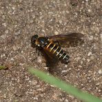 (4) LOMATIA LATERALIS - ein seltener Schweber (Fam. Bombyliidae), ...