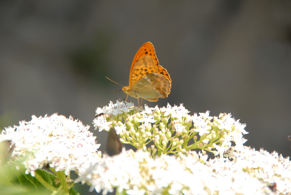 4-Mariposas en La Mussara