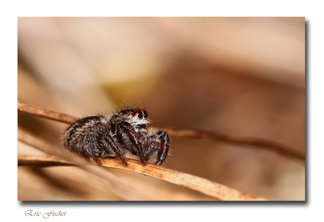 4 mm-großer Jäger: Kreuzspringspinne focusiert Beute