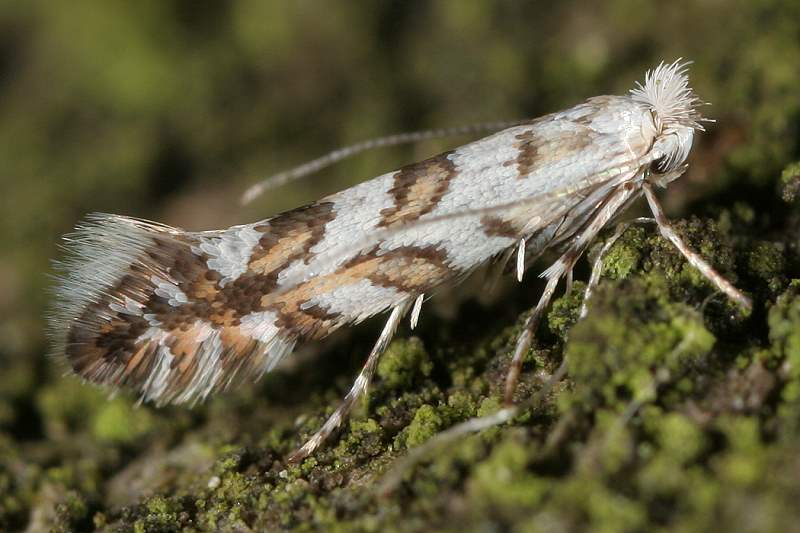 4 mm langer Winzling: Phyllonorycter geniculella