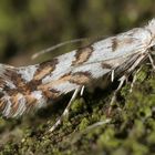 4 mm langer Winzling: Phyllonorycter geniculella