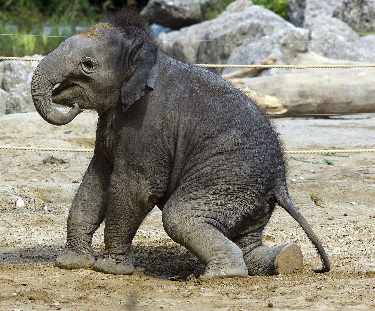 4 Monate junger Elefant