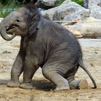 4 Monate junger Elefant