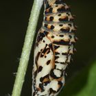 (4) MONTAGNACHMITTAGSRÄTSEL!!! Auflösung: Stürzpuppe des Roten Scheckenfalters (Melitaea didyma).