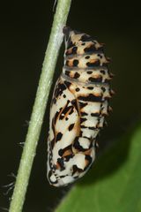 (4) MONTAGNACHMITTAGSRÄTSEL!!! Auflösung: Stürzpuppe des Roten Scheckenfalters (Melitaea didyma).