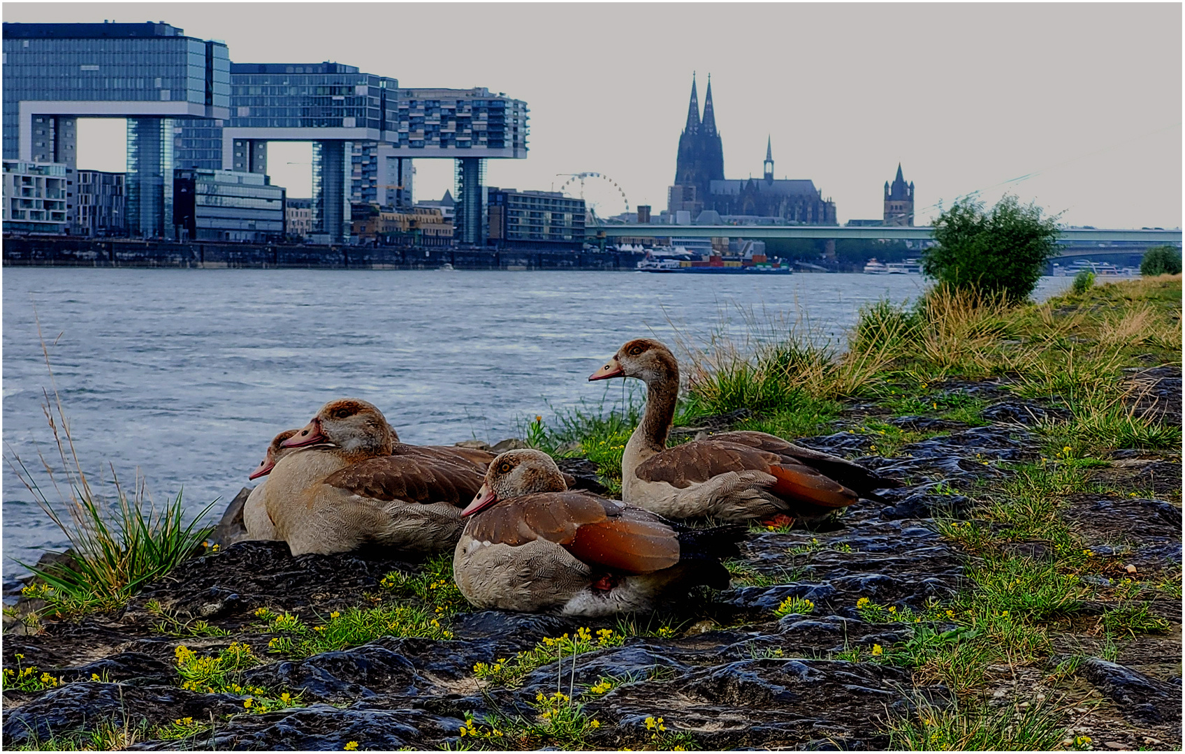 4 Nilgänse, 3 Kranhäuser, 2 Kirchtürme, 1 Dom 