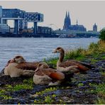 4 Nilgänse, 3 Kranhäuser, 2 Kirchtürme, 1 Dom 