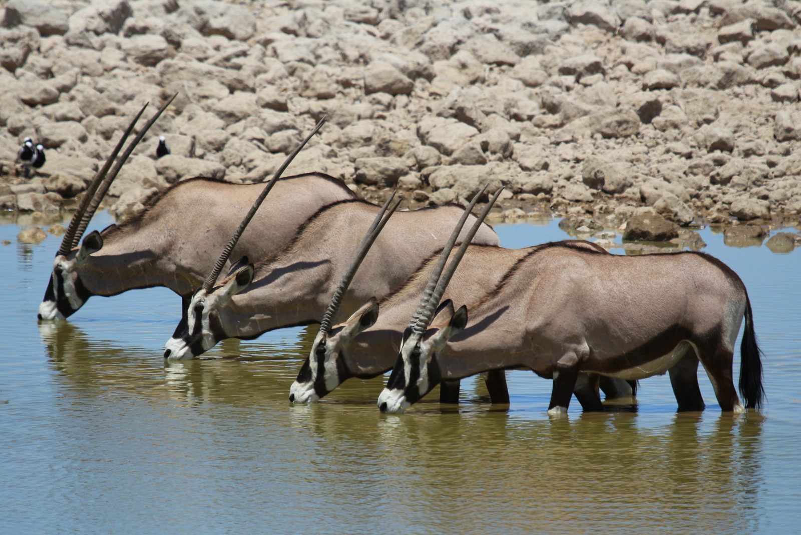 4 Orix im Wasserloch Foto & Bild africa, southern africa, namibia
