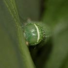 (4) ORTHOSIA CERASI - die RUNDFLÜGLIGE KÄTZCHENEULE