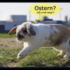 4. Ostern? Ich bin weg!!!