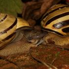 (4) Paarungen der Schwarzmündigen (Hain-)Schnirkelschnecke (Cepaea nemoralis)