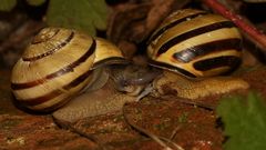 (4) Paarungen der Schwarzmündigen (Hain-)Schnirkelschnecke (Cepaea nemoralis)