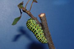 4 - Papilio Raupe vor der  Verpuppung