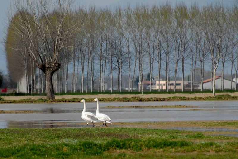 4 passi in campagna