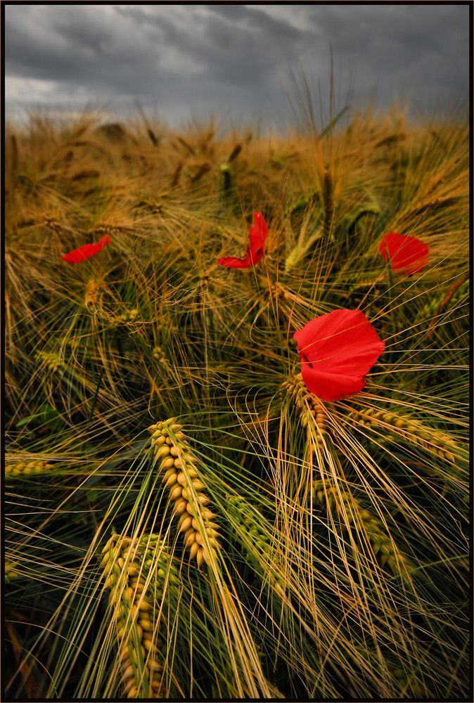 4 petali (in verticale)