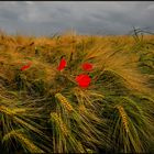 4 petali prima del temporale