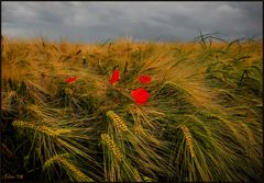 4 petali prima del temporale