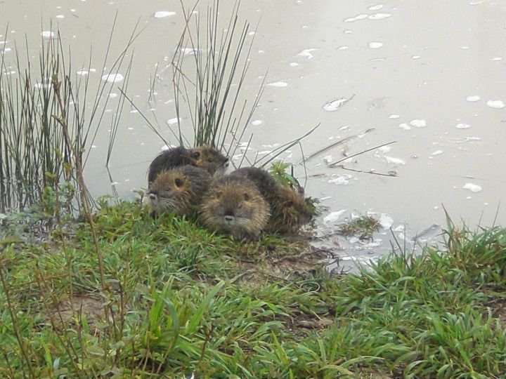 4 PETITS RAGONDINS