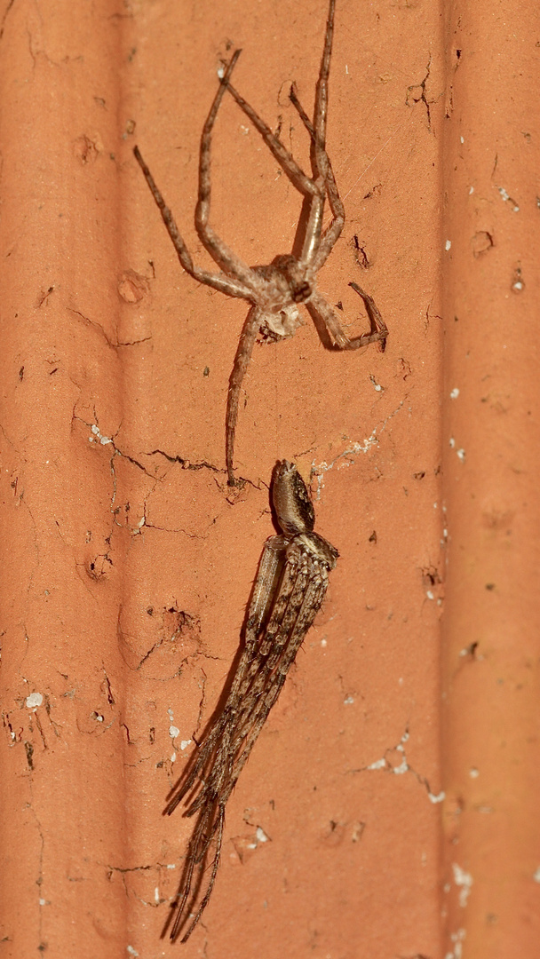 (4) PHILODROMUS MARGARITATUS - Für Anna-Dora Sartorio, unsere "grande dame" der Naturfotografie, ...