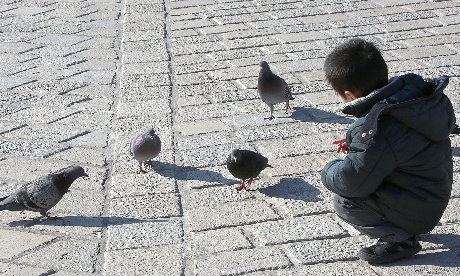 ... 4 pigeons