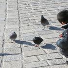 ... 4 pigeons
