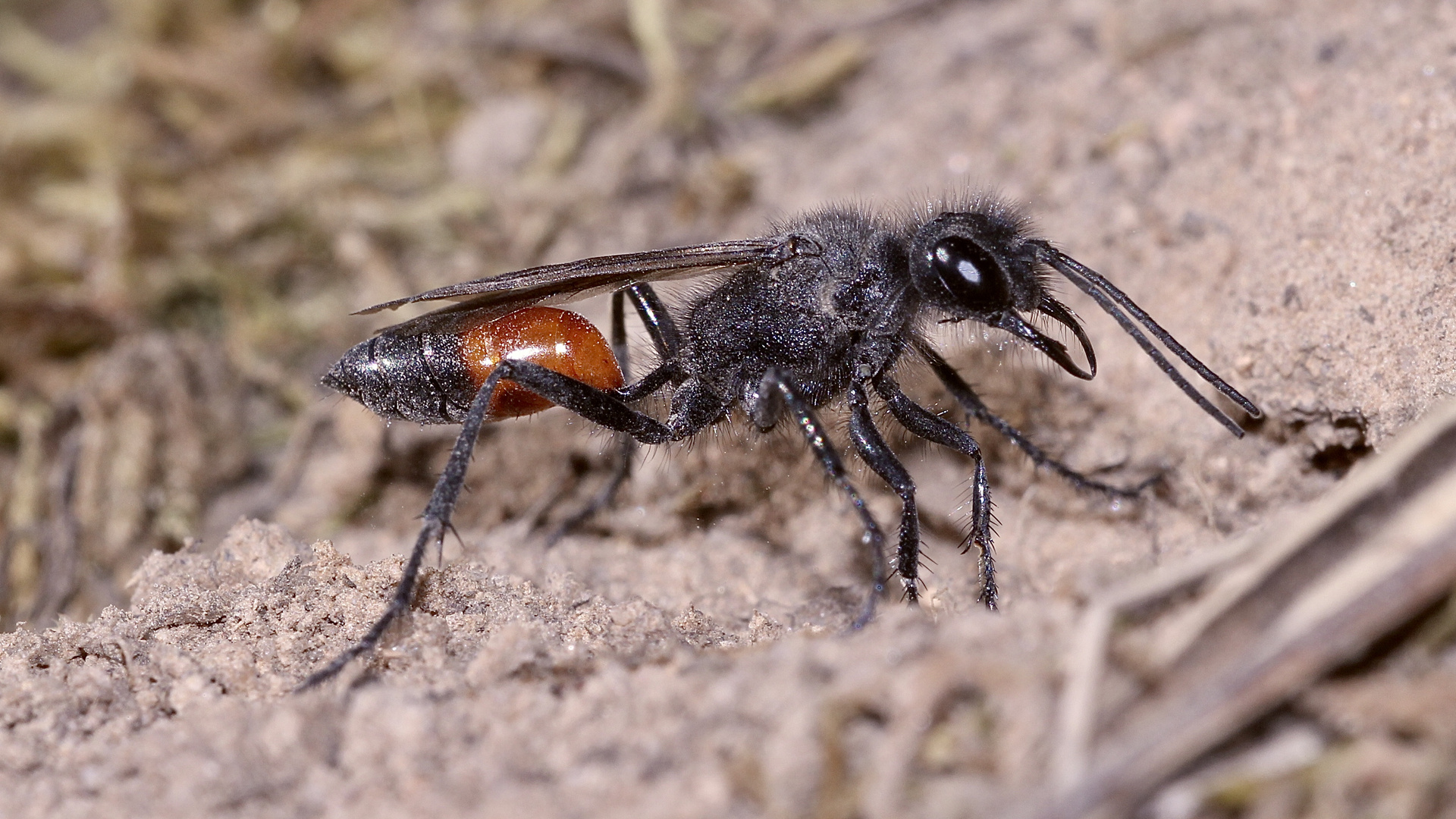 (4) PODALONIA HIRSUTA, ...