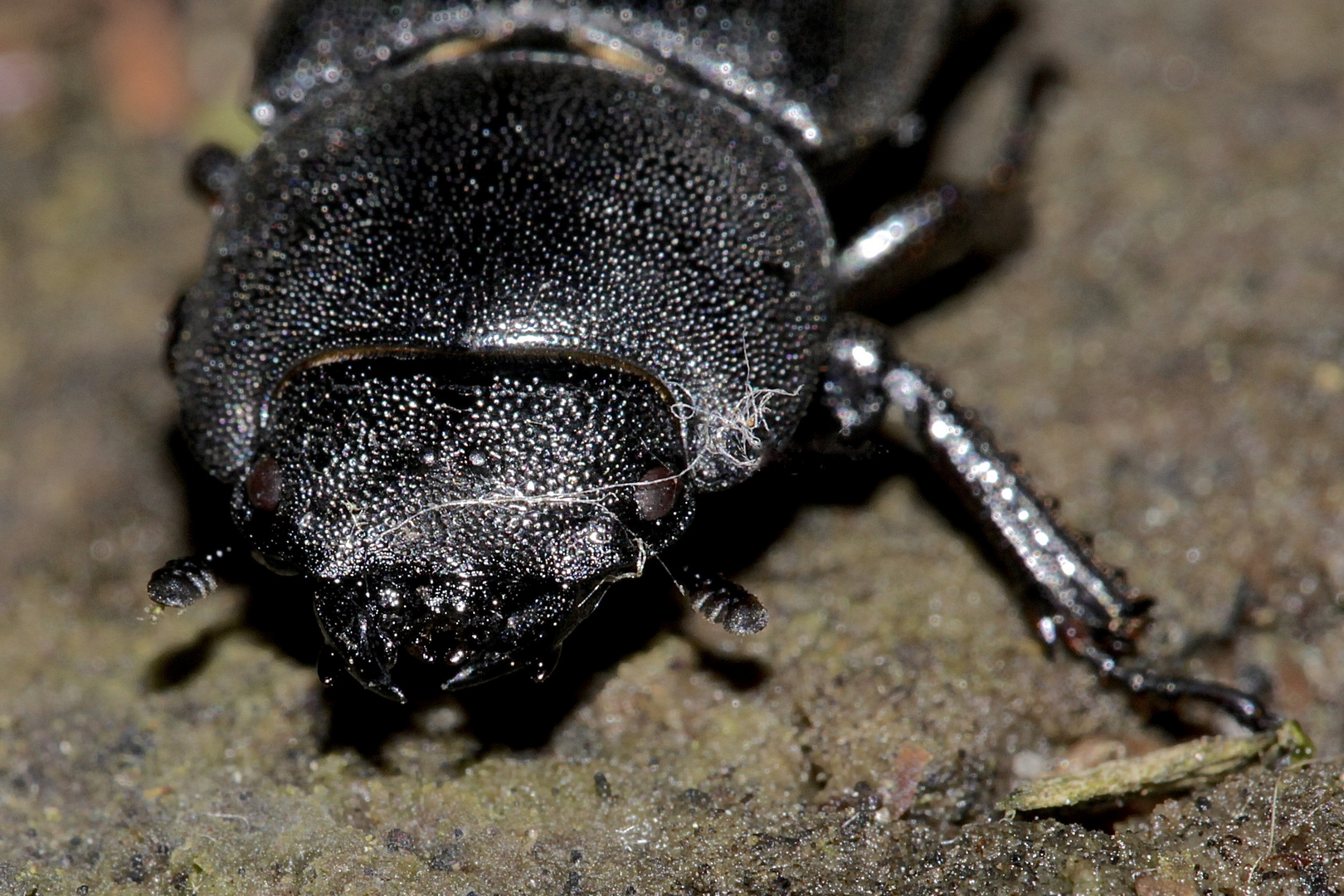 (4) Portrait des Weibchens eines Balkenschröters oder Zwerghirschkäfers (Dorcus parallelipipedus)