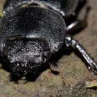 (4) Portrait des Weibchens eines Balkenschröters oder Zwerghirschkäfers (Dorcus parallelipipedus)