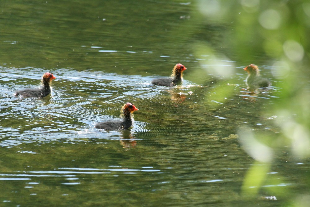 4 Poussins Foulque noire