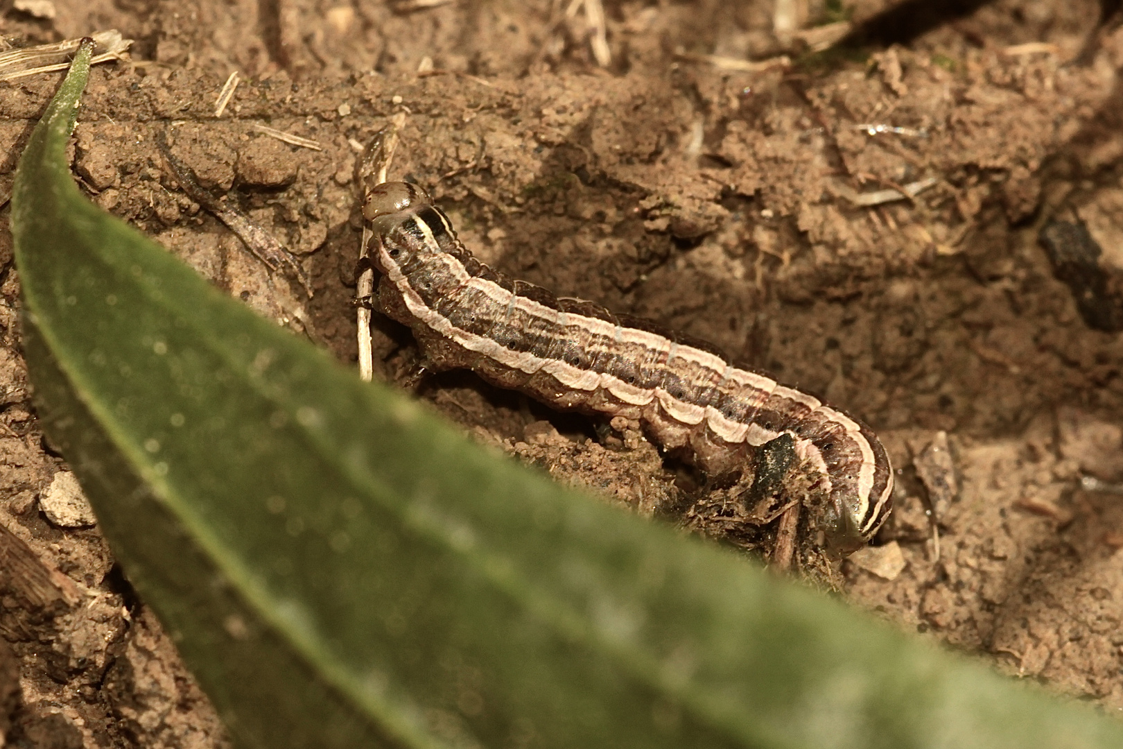 (4) Raupe der Weißgerippten Lolcheule (Tholera decimalis)