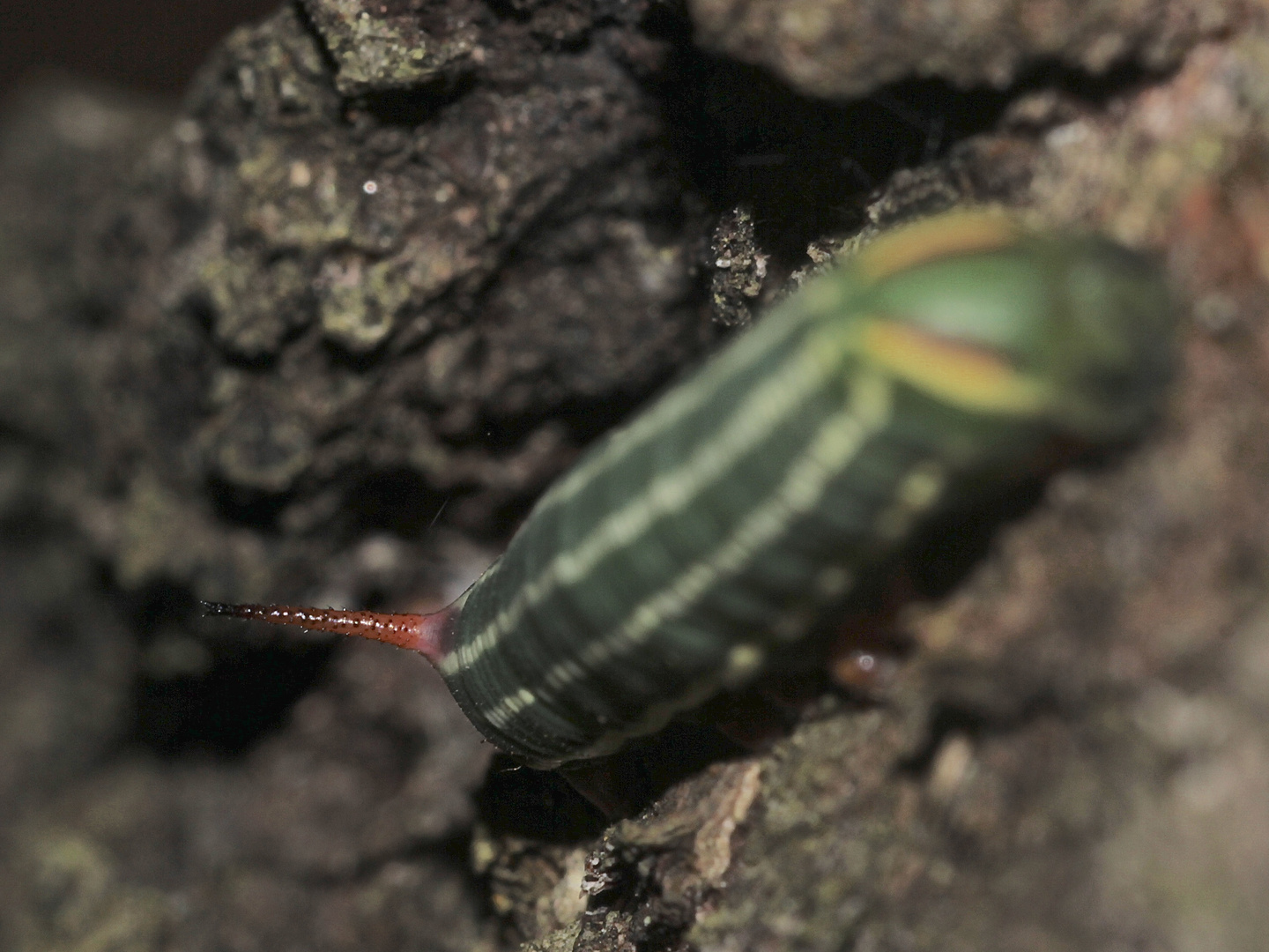 (4) Raupe des Kiefernschwärmers (Sphinx pinastri) - L4