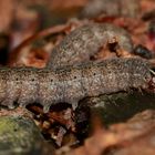 (4) Raupen der Schwarzgefleckten Wintereule = Feldholz-Wintereule (Conistra rubiginosa))