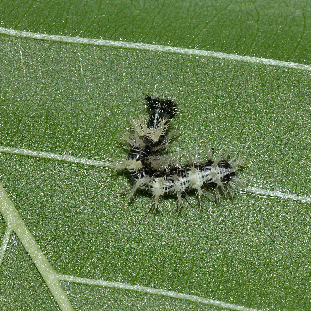 (4) Raupen und eine Puppe des C-Falters (Polygonia c-album)